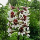 20_Seeds Cardiocrinum giganteum | Giant Himalayan Lily