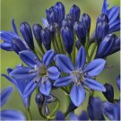 Lily of the Nile Blue Agapanthus African Lily 30 Seeds