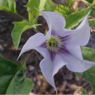 Datura Stramonium Jimsonweed Moon Lily Flower 100 Seeds