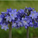 Hardy Agapanthus/Lily of the Nile Seeds-RARE & EXOTIC 30 Seeds