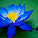 Bright Blue Lotus 5 Seeds Nelumbo nucifera Flowering Blooms Hardy Tropical
