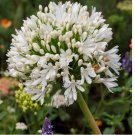 White Lily of the Nile Agapanthus Getty White 50 Seeds
