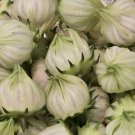 White Roselle Hibiscus | Hibiscus Sabdariffa | Jamaican Sorrel  25 Seeds