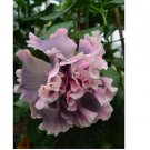 Double Pink Gray Hibiscus 20 Seeds Flowers Flower Seed Perennial Bloom