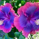Pink Purple Blue Hibiscus 20 Seeds Flower Flowers Seed Perennial