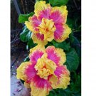 Double Pink Yellow Hibiscus 20 Seeds Hardy Flower Garden Exotic Perennial