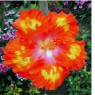 Rare Hibiscus 30 Seeds - Rare Non-GMO Heirloom Variety for Your Garden