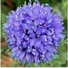 500+ GLOBE GILIA FLOWER SEEDS GILIA CAPITATA annual FLOWER garden