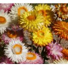 450 Dwarf Strawflower Mix Seeds, Helichrysum, Paper Daisy, Everlasting