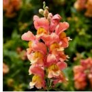 Beautiful Fluffy Snapdragon Flower 20+ Seeds / Spring/ Summer/colorful Mix