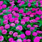 LAVENDER ZINNIA 100 SEEDS | 2026 SALE  NON GMO HEIRLOOM