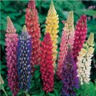Russell Lupine MIXED COLORS PERENNIAL Hummingbirds & Bees LOVE! Non-GMO 50 SEEDS