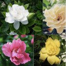 EXOTIC RARE GARDENIA 20 SEEDS for garden flower beds plant bush USA SELLER USPS Mixed