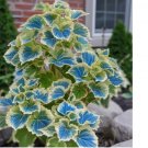 Blue Dwarf Coleus 25+ Seeds for Garden Planting - USA