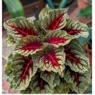 Dragons Blood Coleus 25+ Seeds for Garden Planting - USA