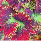 Red Purple Coleus 25+ Seeds for Garden Planting - USA