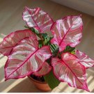 Pink Edged Coleus 25+ Seeds for Garden Planting - USA