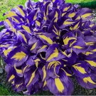 100+ Hosta Seeds -  Yellow Purple Hosta Plants Seeds for Planting Outdoor