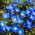 200 Seeds Morning Glory ‘Heavenly Blue’ (Ipomoea tricolor)