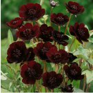 Chocolate Cosmos 200+ Seeds for Garden Planting - USA