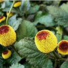 500+ TOOTHACHE PLANT SEEDS  PARACRESS annual HERB garden ELECTRIC DAISY