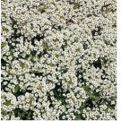 1500 ALYSSUM SEEDS CARPET OF SNOW WHITE FLOWER garden ANNUAL bees