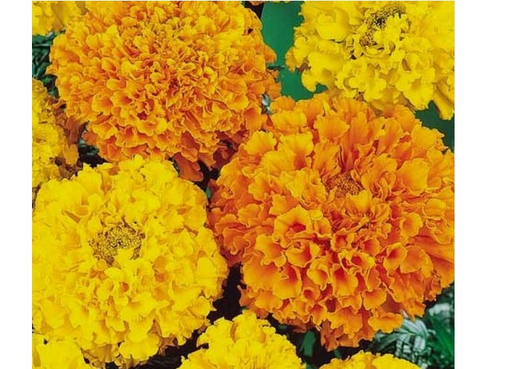 100+ MARIGOLD FLOWER SEEDS  CRACKER JACK MIX orange YELLOW annual