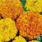 100+ MARIGOLD FLOWER SEEDS  CRACKER JACK MIX orange YELLOW annual