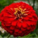 100+  CHERRY QUEEN ZINNIA FLOWER SEEDS RED zinnnia ANNUAL garden
