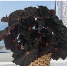 Cherry Sparkle Begonia 25+ Seeds for Garden Planting - USA
