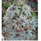 Connie Boswell Begonia 25+ Seeds for Garden Planting - USA