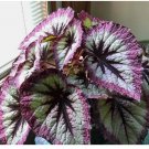 Two Tone Purple Rex Begonia 25+ Seeds for Garden Planting - USA