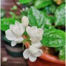 Jasmine Fragrant flower seeds 12 seeds potted