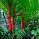20 Lipstrick Palm Cyrtostachys seeds