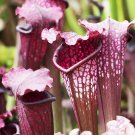 Purple Pitcher Plant Seeds. Sarracenia purpurea 10 Seeds