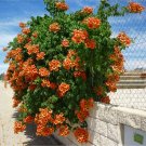 Heirloom Native Orange Trumpet Vine 25 Seeds-Campsis radicans- Perennial