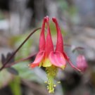 Eastern Red Columbine 100 seeds - Aquilegia Canadensis native wildflower organic