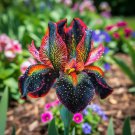 Fire Glow Pattern Bearded Iris 50 Seeds – Vibrant Red & Black Ruffled Blooms