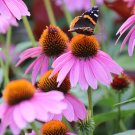 Purple Coneflower Seeds | Non-GMO 200 Seeds