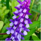 100 Hairy Vetch Seeds | Pollinator Flower Garden Seed for Bees & Butterflies