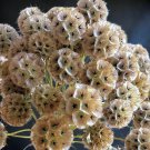 Starflower Pincushion | Drumstick | Lomelosia Scabiosa | Heirloom Cut Flower | Easy Grow | 50 Seeds
