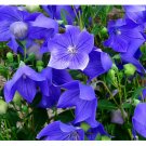Balloon Flower Toraji {Platycodon grandiflorus} 100+seeds