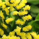 100 Yellow Sea Lavender Seeds