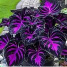 50 Rare Hosta Flower Seeds Perennials Plantain Rare Lily Flower (Black Purple）
