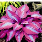150Pcs/Pack Hosta Flower Garden Perennials Ornamental Lily Shade Plants Seeds