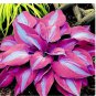 150Pcs/Pack Hosta Flower Garden Perennials Ornamental Lily Shade Plants Seeds