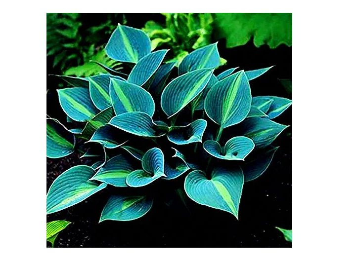 150Pcs/Pack Hosta Flower Seeds Ornamental Lily Shade Hosta Plants - (Color: Green)