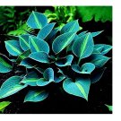150Pcs/Pack Hosta Flower Seeds Ornamental Lily Shade Hosta Plants - (Color: Green)