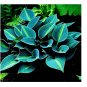 150Pcs/Pack Hosta Flower Seeds Ornamental Lily Shade Hosta Plants - (Color: Green)
