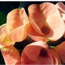 Euphorbia Milii Hybrid Seeds | Crown of Thorns | Large Flowering Ornamental Succulent | 100 Seeds